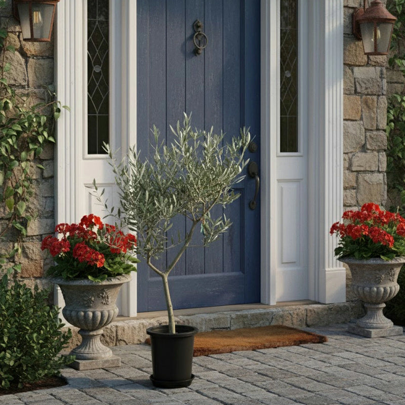 現品　オリーブ7号　ピクアル　No.2