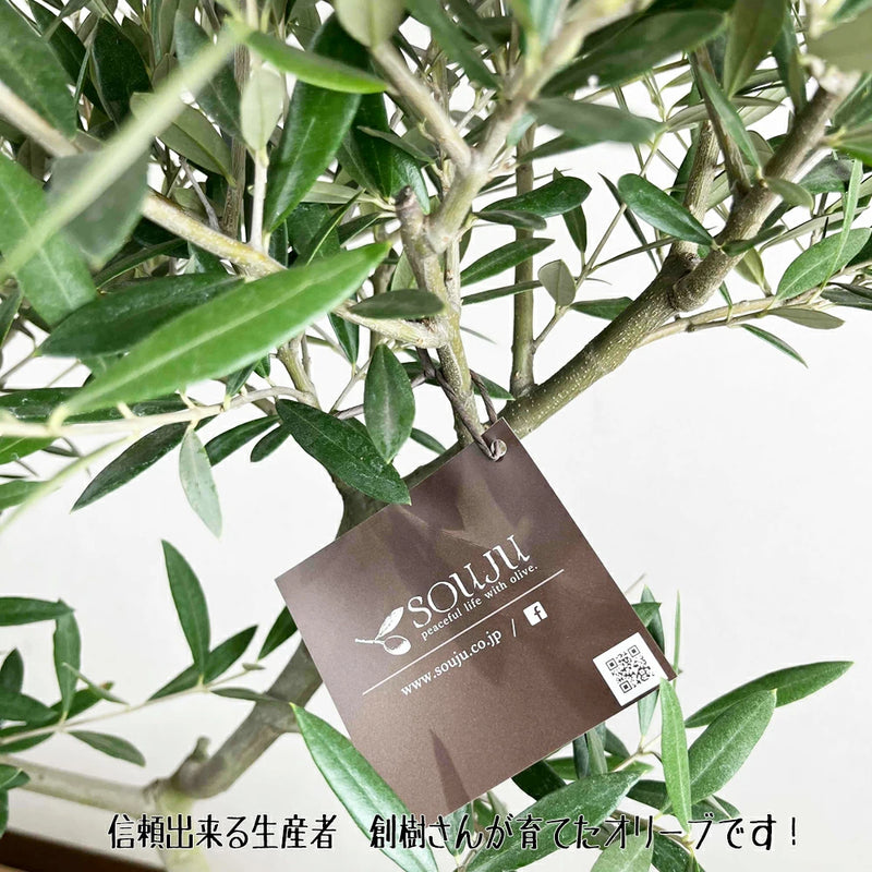 現品　オリーブ7号　ピクアル　No.3