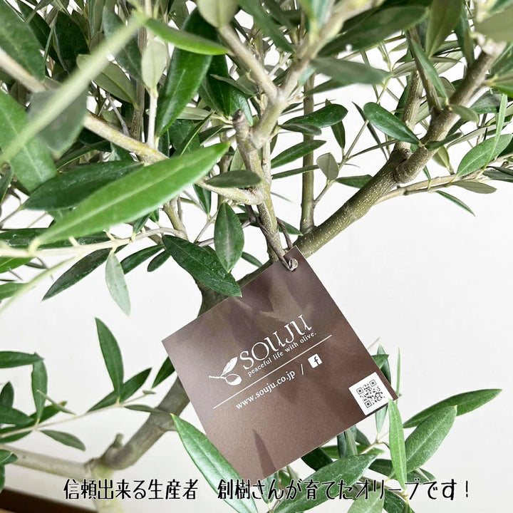 現品 オリーブ7号 ピクアル No.2 – カワナミプランテーション 現品 オリーブ7号 ピクアル No.2 – カワナミプランテーション