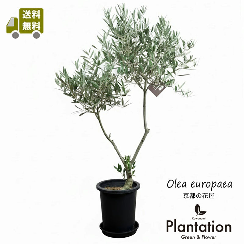 現品 オリーブ7号 ピクアル No.3 – カワナミプランテーション 現品 オリーブ7号 ピクアル No.3 – カワナミプランテーション