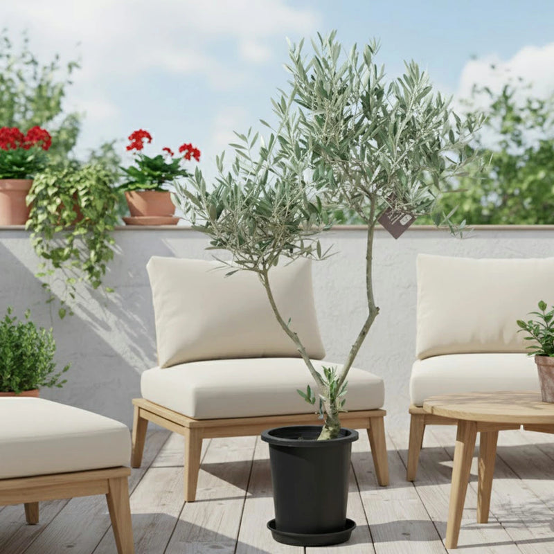 現品　オリーブ7号　ピクアル　No.3