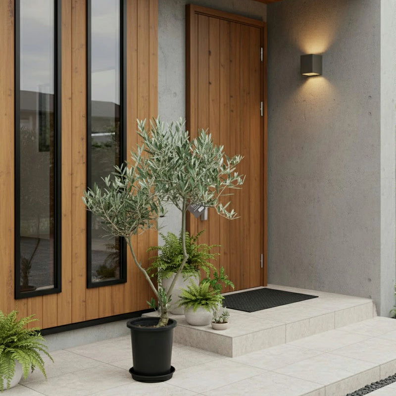 現品 オリーブ7号 ピクアル No.3 – カワナミプランテーション 現品 オリーブ7号 ピクアル No.3 – カワナミプランテーション