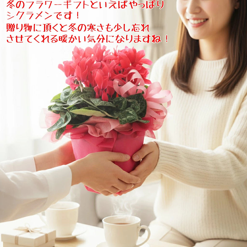 シクラメン鉢植え