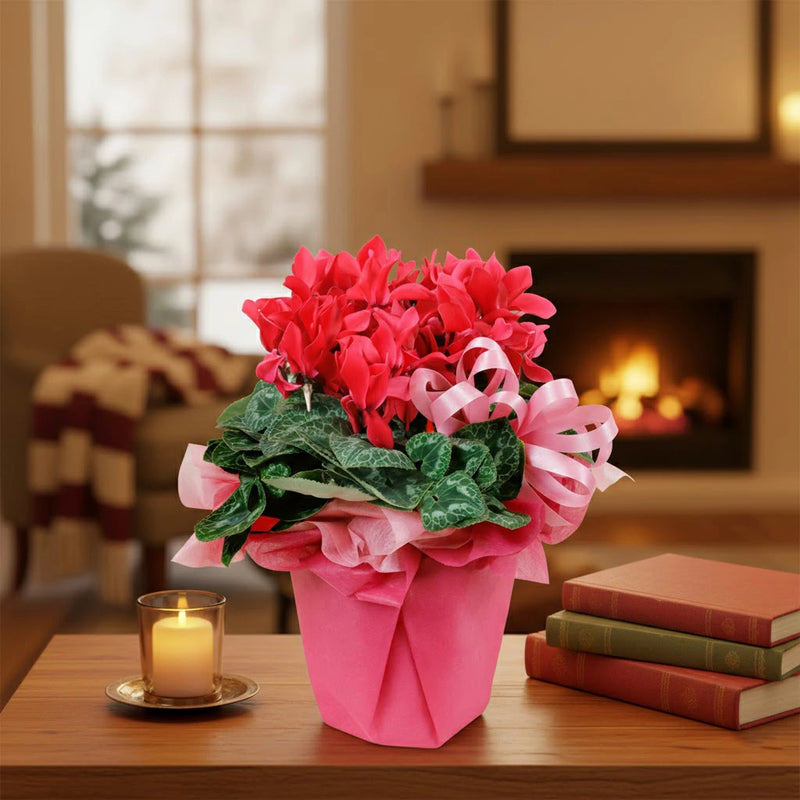 シクラメン鉢植え