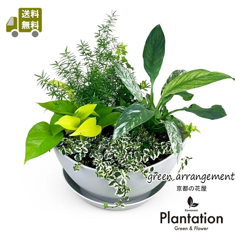 観葉植物の寄せ植え　ホワイト