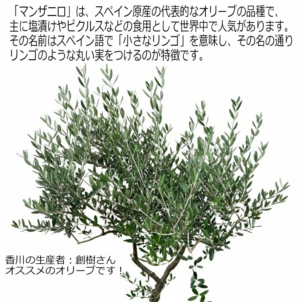 現品 創樹 オリーブ8号 マンザニロ No.1 – カワナミプランテーション