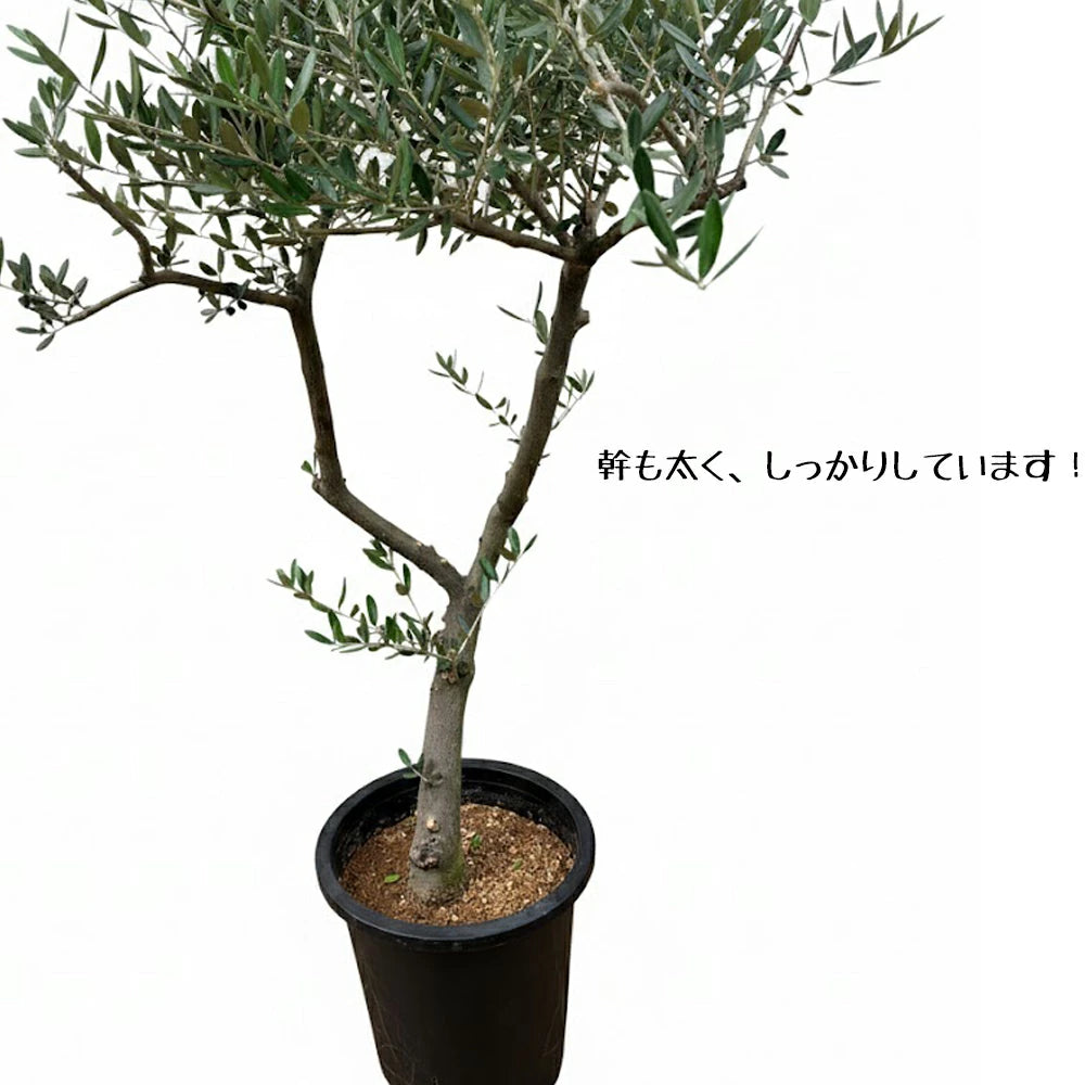 ［現品］24番 創樹　オリーブ　マンザニロ　8号　常緑樹　オリーブの木　ユニーク おしゃれ 観葉植物：オリーブの木 マンザニロ 8号*現品7 SOUJU 創樹