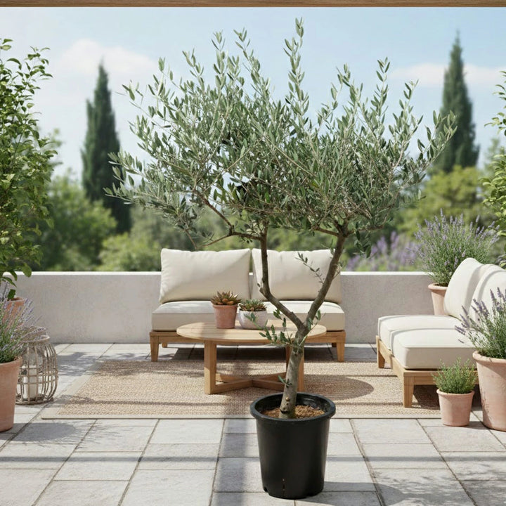 現品 創樹 オリーブ8号 マンザニロ No.1 – カワナミプランテーション