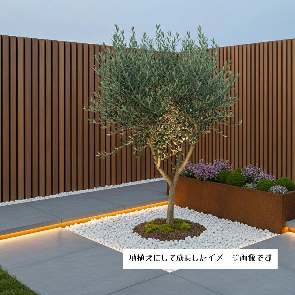 現品 創樹 オリーブ8号 マンザニロ No.1 – カワナミプランテーション