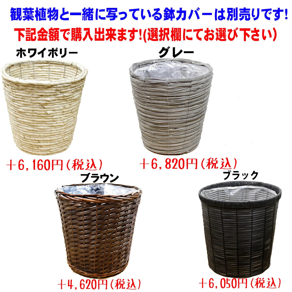 エバーフレッシュ10号鉢 – カワナミプランテーション