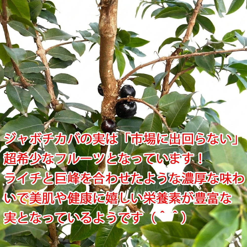 ジャボチカバ – カワナミプランテーション ジャボチカバ – カワナミプランテーション