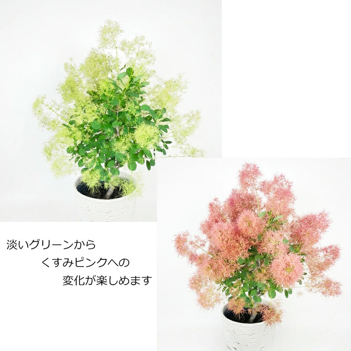 スモークツリー ヤングレディー 8号サイズ – カワナミプランテーション スモークツリー ヤングレディー 8号サイズ – カワナミプランテーション