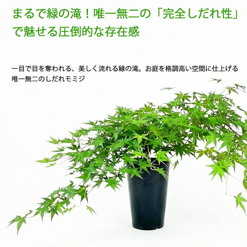 枝垂れモミジ/流泉（りゅうせん）【現品発送】管理 80418 現品！ もみじ「流泉（りゅうせん）」No．1 – カワナミプランテーション