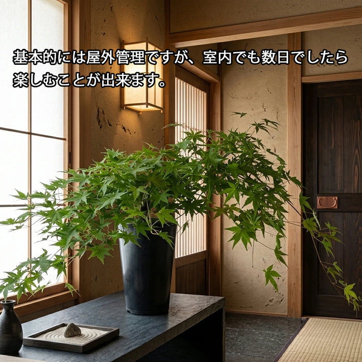 現品！ もみじ「流泉（りゅうせん）」No．1 – カワナミプランテーション