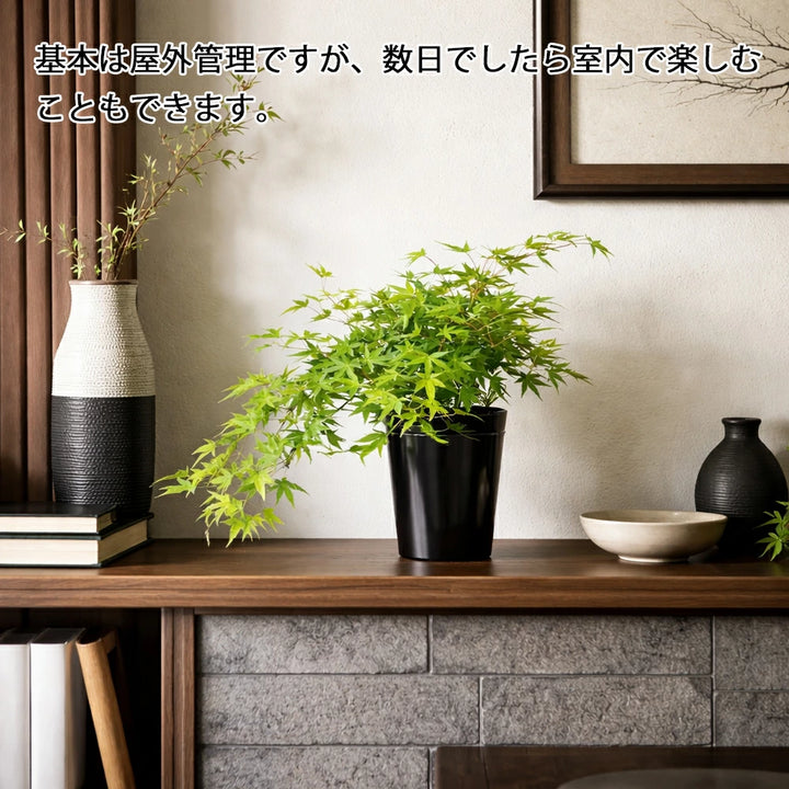 現品！ もみじ「流泉（りゅうせん）」No．2 – カワナミプランテーション