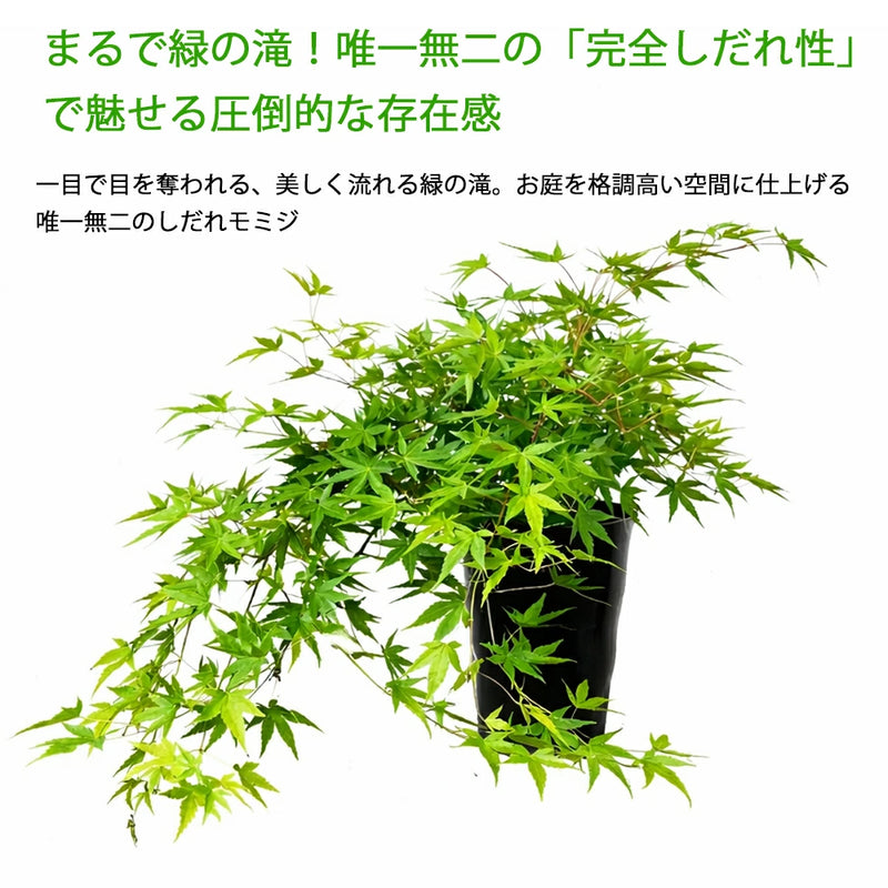 現品！ もみじ「流泉（りゅうせん）」No．2 – カワナミプランテーション