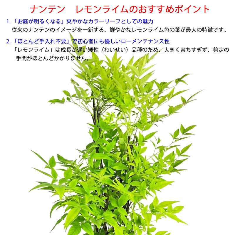 ナンテン レモンライム