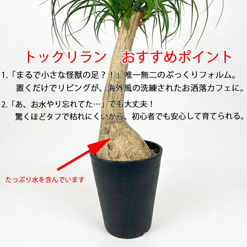 トックリラン ポニーテール – カワナミプランテーション