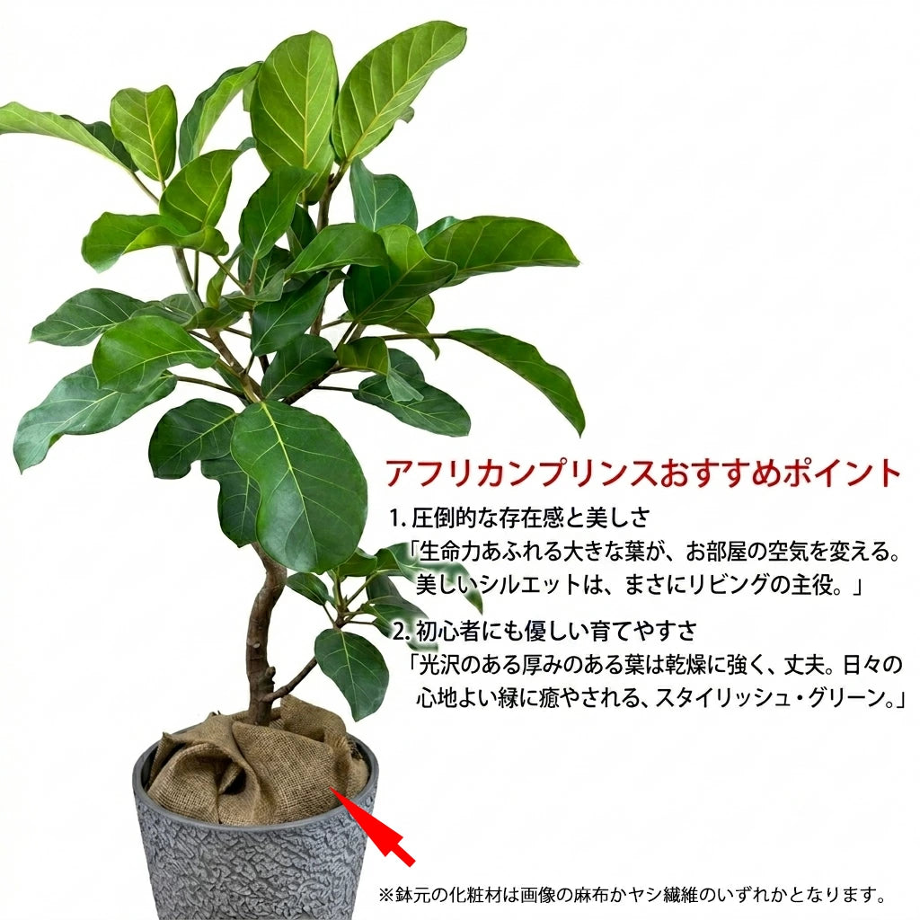 存在感溢れる美しい佇まい。市場に滅多に出回らない希少種 フィカス 存在感溢れる美しい佇まい。市場に滅多に出回らない希少種 フィカス