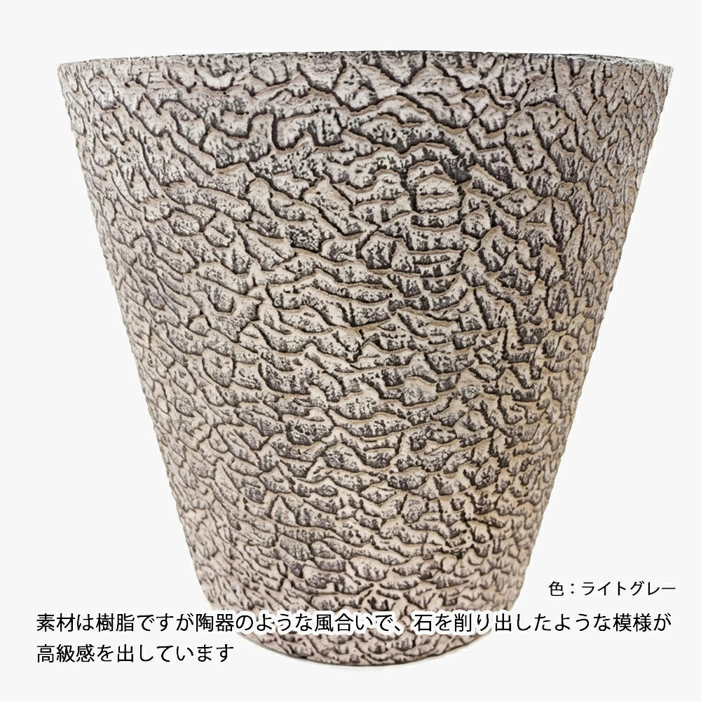 存在感溢れる美しい佇まい。市場に滅多に出回らない希少種 フィカス