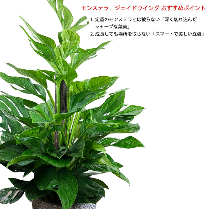 現品！！モンステラ・ジェイドシャトルウィング – カワナミ