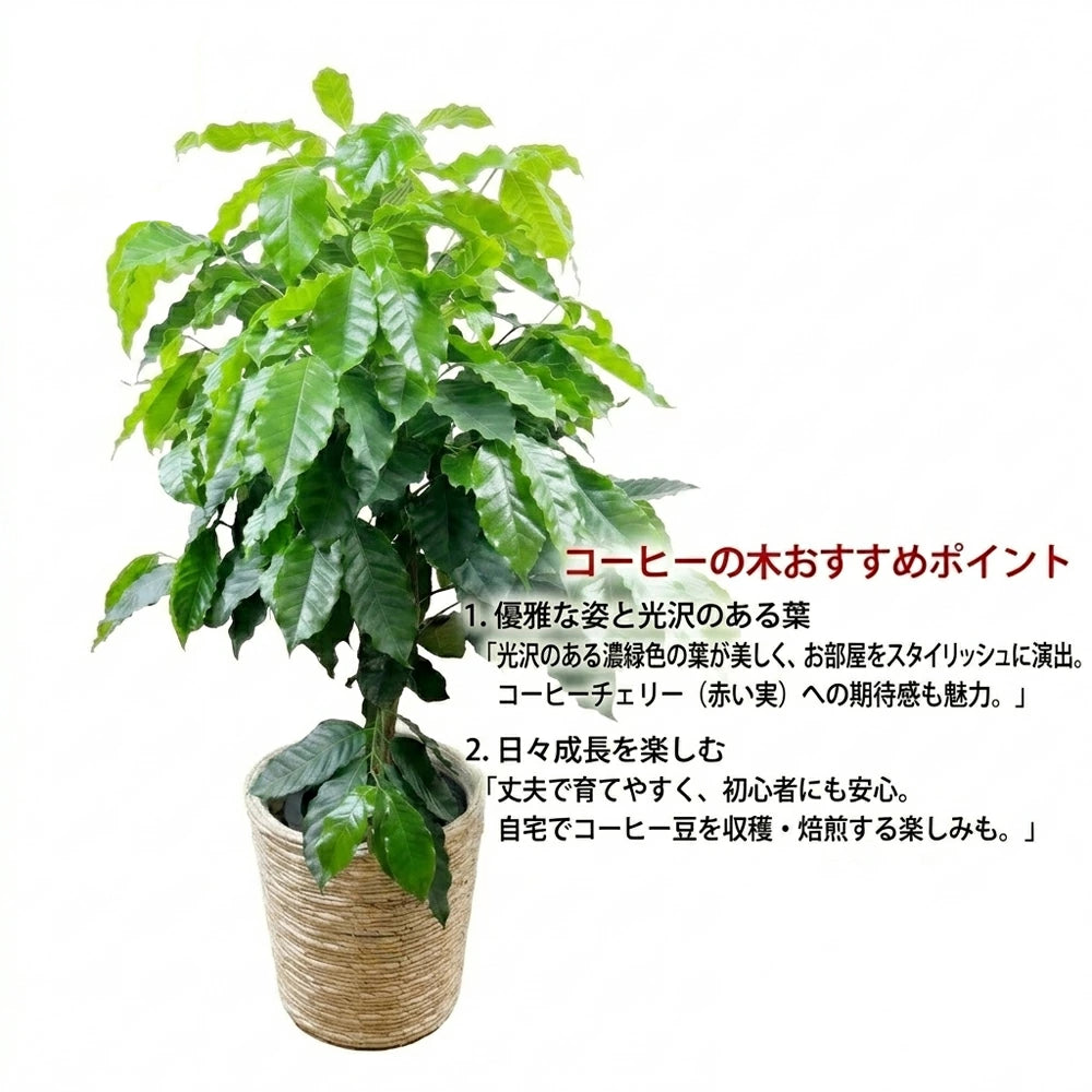 コーヒーの木（アラビカ種） – カワナミプランテーション