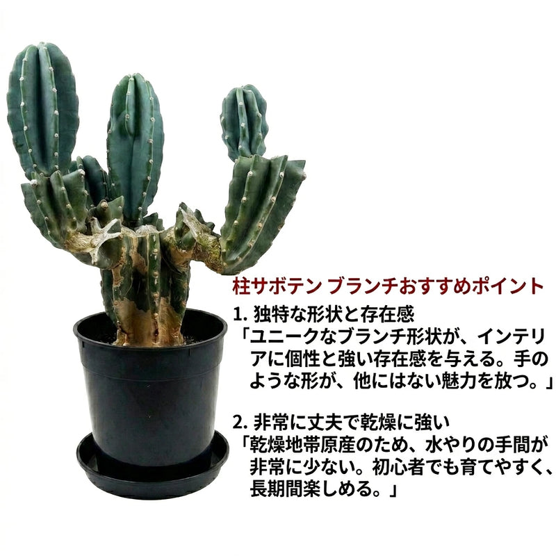 柱サボテン　ブランチ　15 現品 柱サボテン ブランチ（分岐タイプ） 7号 NO.2 黒鉢 受け皿付【京都の