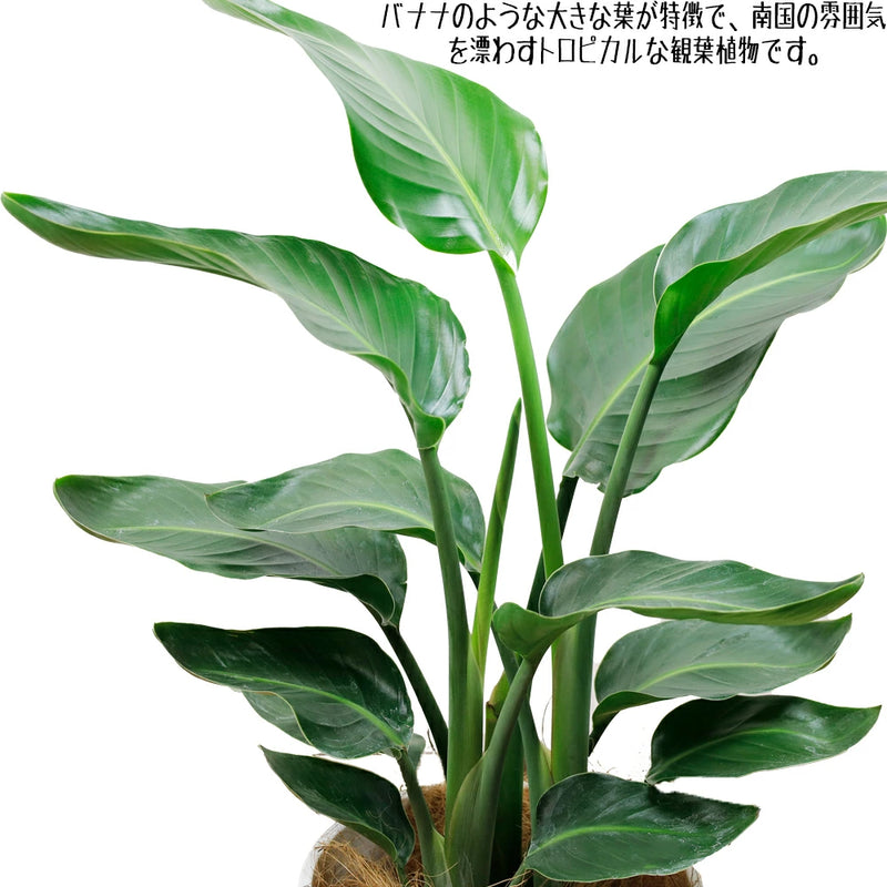 観葉植物 ストレリチア オーガスタ7号 セラアート鉢 – カワナミ 観葉植物 ストレリチア オーガスタ7号 セラアート鉢 – カワナミ
