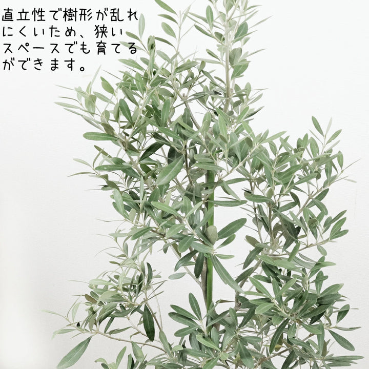 【オリーブ チプレッシーノ】特大 高さ約150cm 約21号 鉢ごと発送送料込み オリーブ チプレッシーノ】特大 高さ約150cm 約21号 鉢ごと発送送料