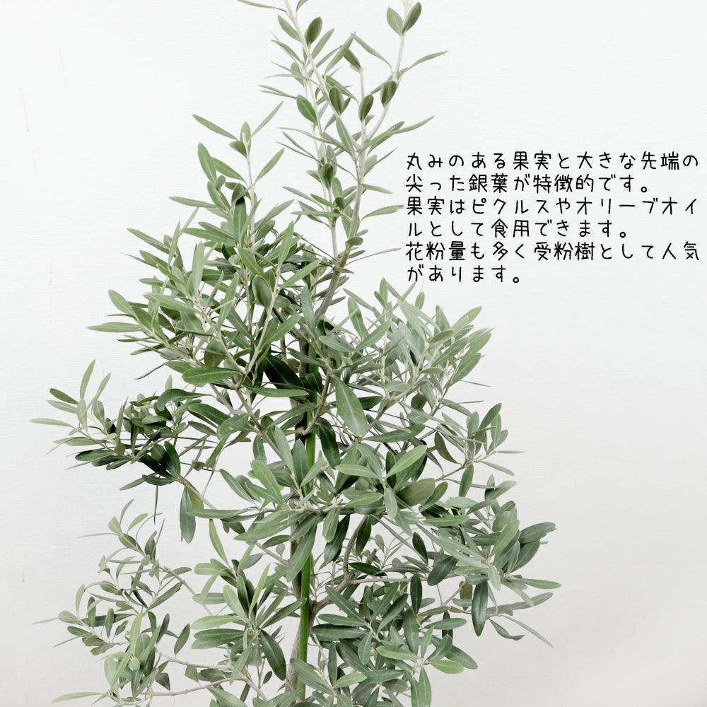 オリーブ8号チプレッシーノ – カワナミプランテーション オリーブ8号チプレッシーノ – カワナミプランテーション