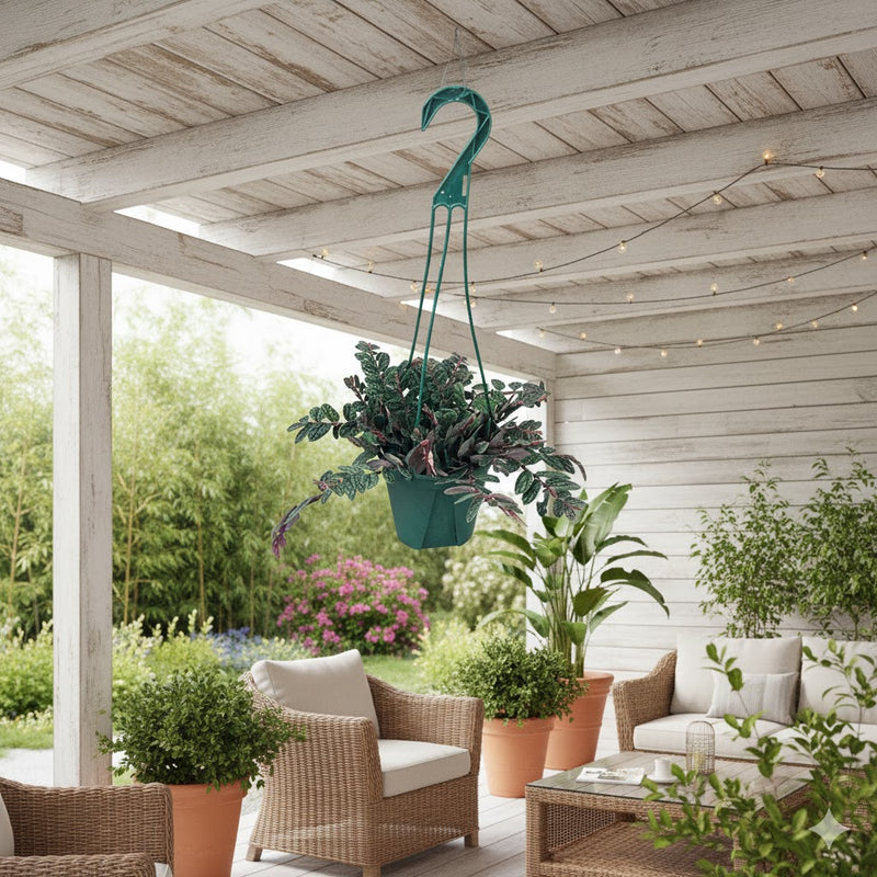 希少！ペリオニア(プルクラ)