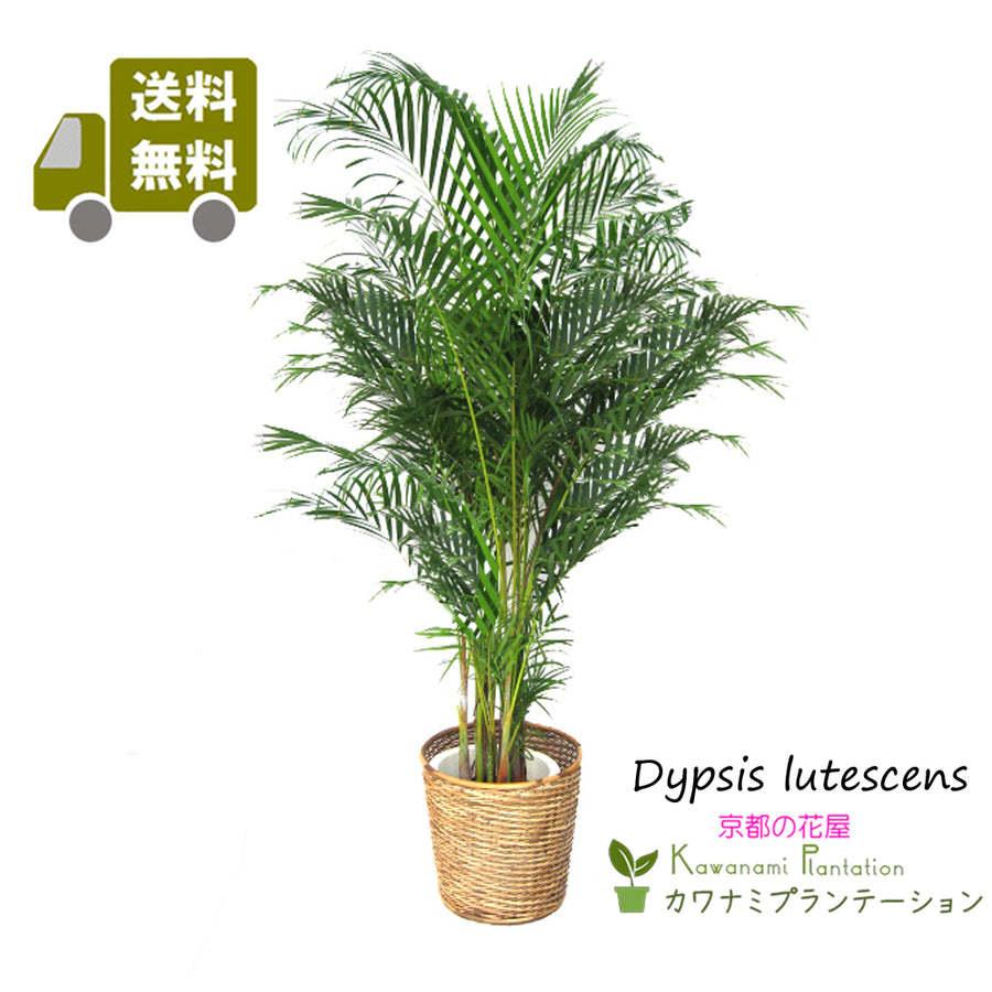 観葉植物アレカヤシ10号 【立て札＆メッセージカード無料