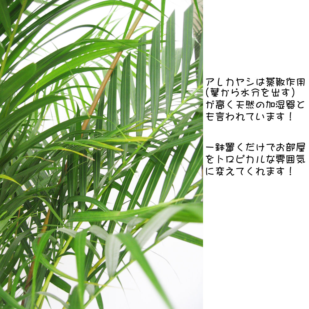 観葉植物アレカヤシ10号 【立て札＆メッセージカード無料