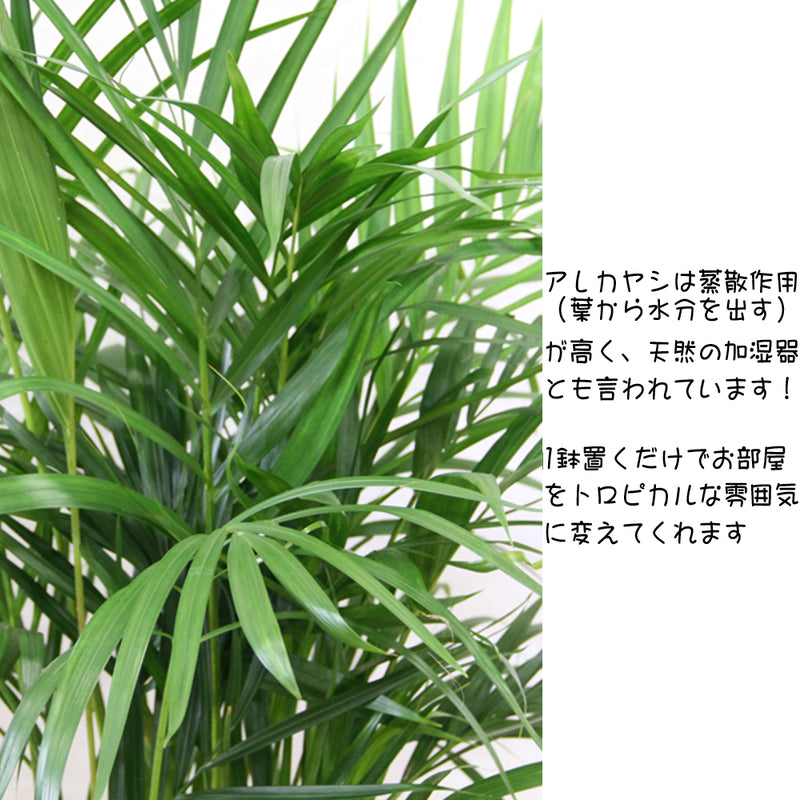 観葉植物アレカヤシ7号　【鉢カバー付き】【立て札＆メッセージカード無料】