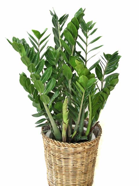 ザミオクルカス ザミフォーリア7号【鉢カバー付き】 – カワナミ