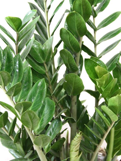 ザミオクルカス ザミフォーリア7号【鉢カバー付き】 – カワナミ