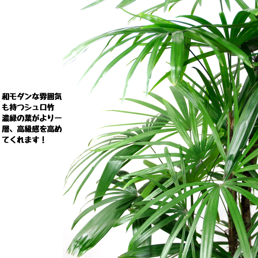 観葉植物　棕櫚竹 高級感漂う和モダンな観葉植物 棕櫚竹（シュロチク） 10号鉢