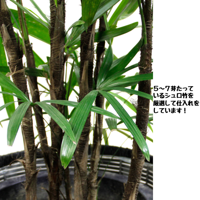 高級感漂う和モダンな観葉植物 棕櫚竹（シュロチク） １０号鉢