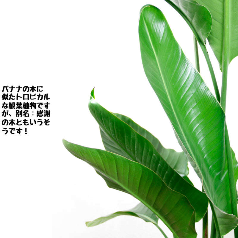 観葉植物ストレリチア　オーガスタ１０号　【鉢カバー付き】【立て札＆メッセージカード無料】