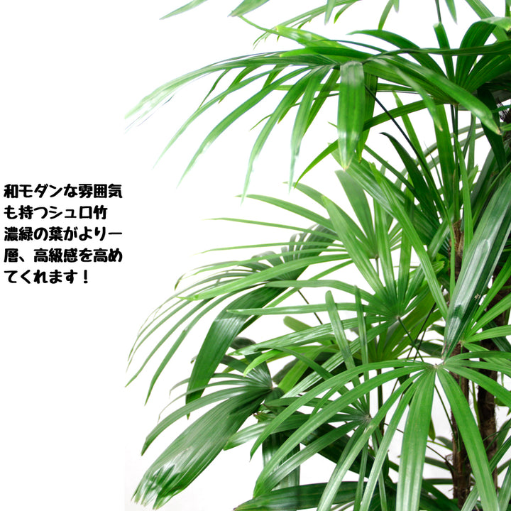 観葉植物シュロ竹（棕櫚竹）10号 【鉢カバー付き】【立て札